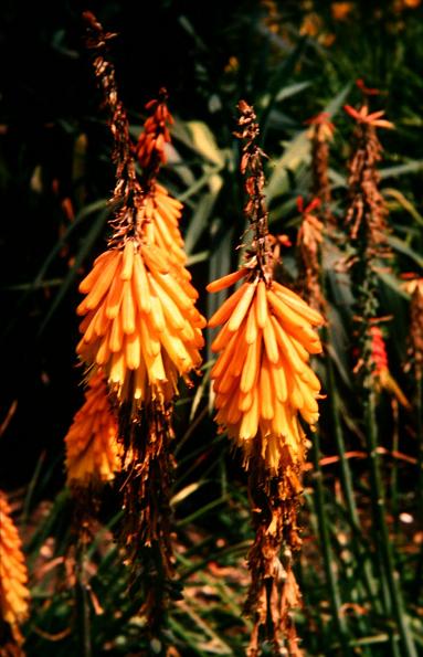 Kniphofia sarmentosa 