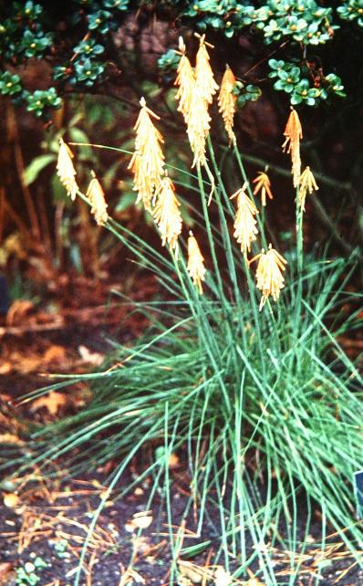 Kniphofia splendida 