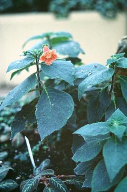 Kohleria amabilis 