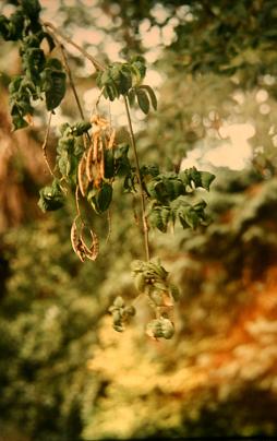 Laburnum anagyroides Involutum 