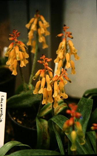 Lachenalia aloides 'Luteola' 