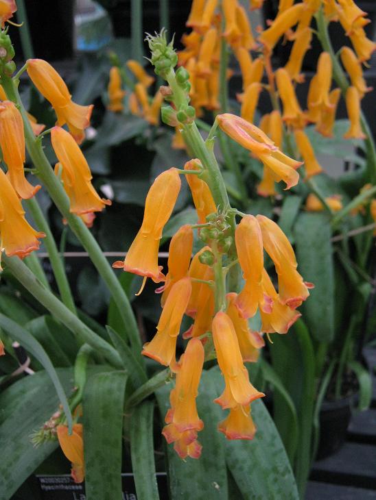 Lachenalia aloides 'Pearsonii' 