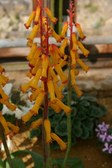 Lachenalia aloides 'Pearsonii' 