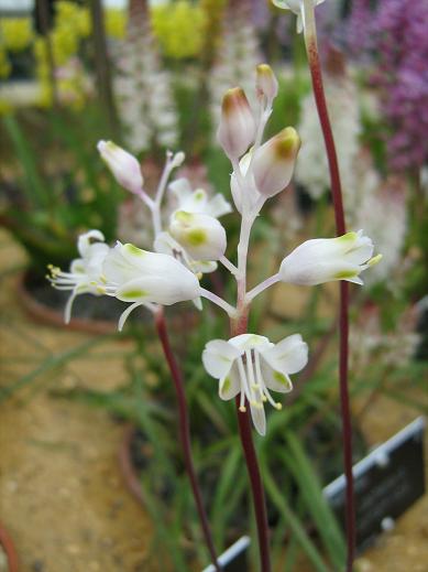 Lachenalia angelica 