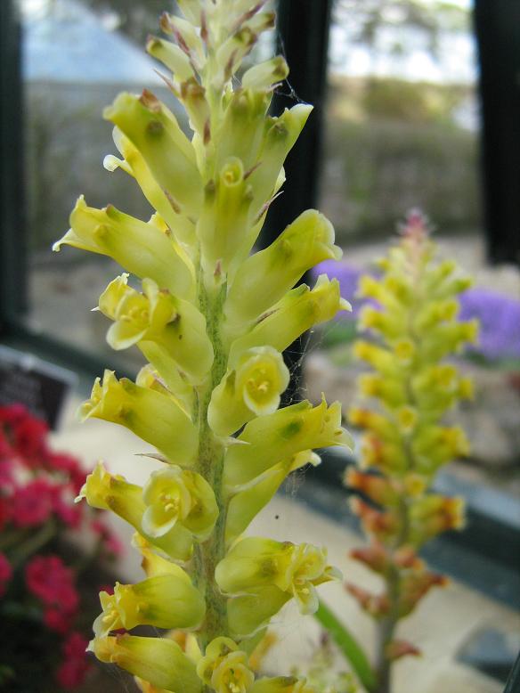 Lachenalia arbuthnotiae 