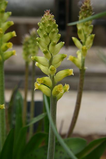 Lachenalia arbuthnotiae 