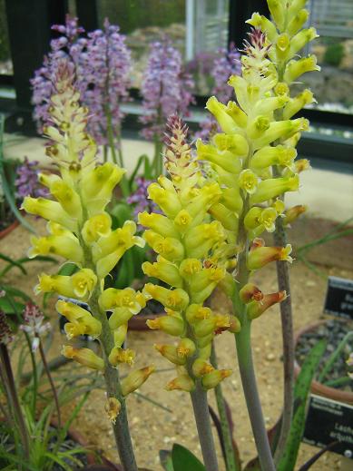 Lachenalia arbuthnotiae 