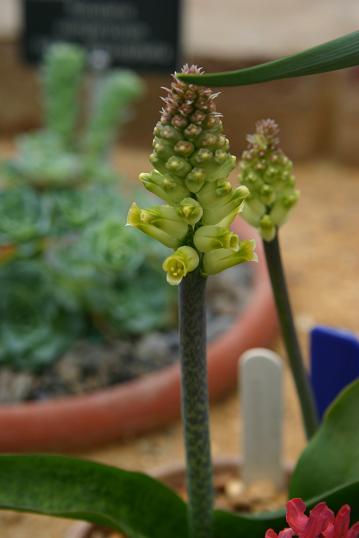 Lachenalia arbuthnotiae 