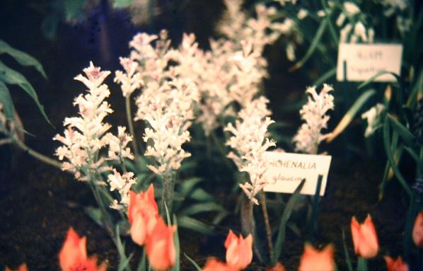 Lachenalia glaucina 