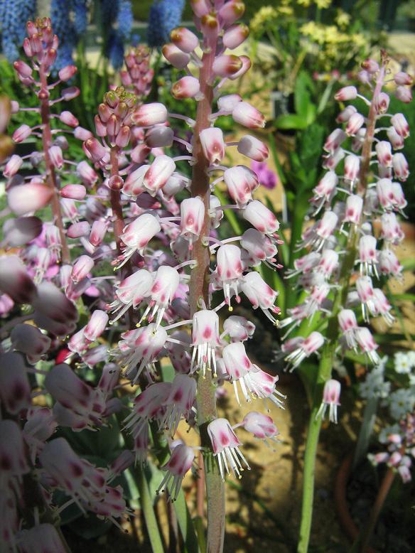 Lachenalia juncifolia 