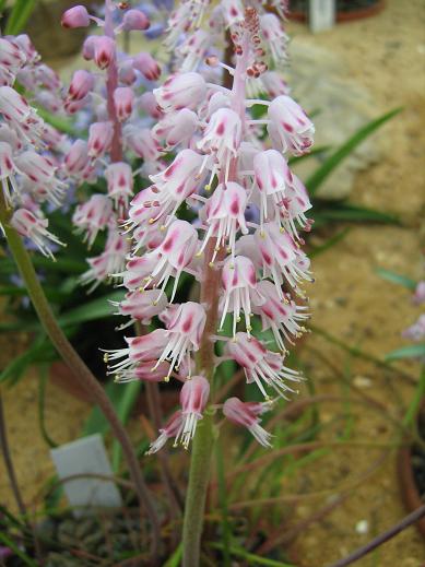 Lachenalia juncifolia 