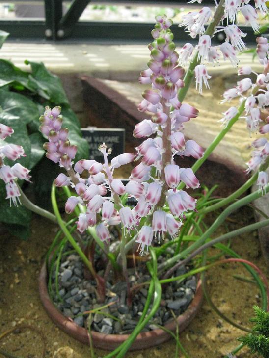 Lachenalia juncifolia 