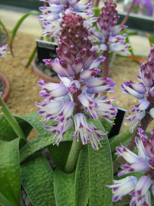 Lachenalia liliflora 