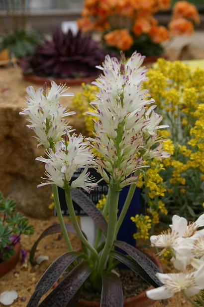 Lachenalia liliflora 