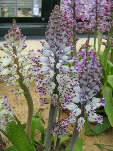 Lachenalia liliflora 