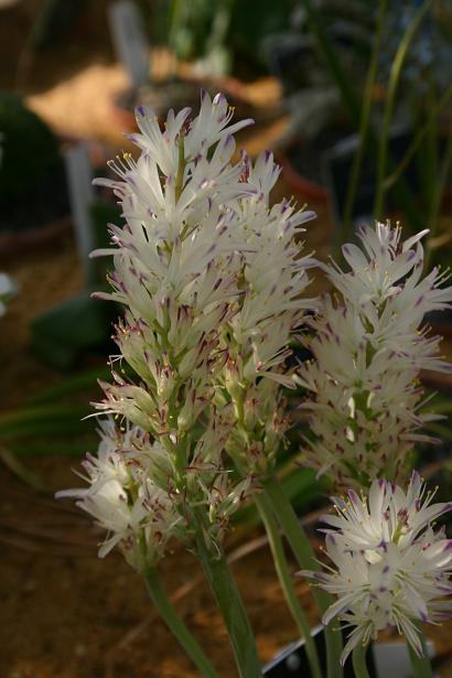 Lachenalia liliflora 