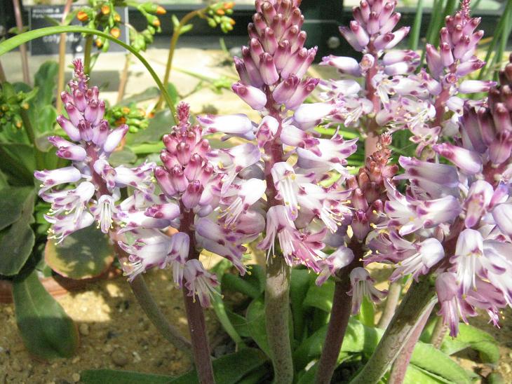 Lachenalia liliflora 