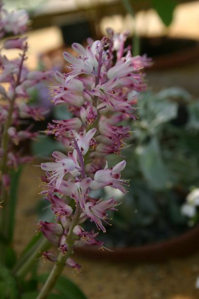 Lachenalia liliflora 