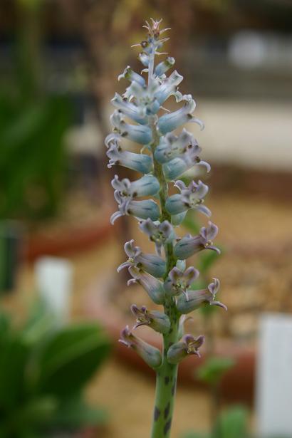 Lachenalia orchioides var glaucina 