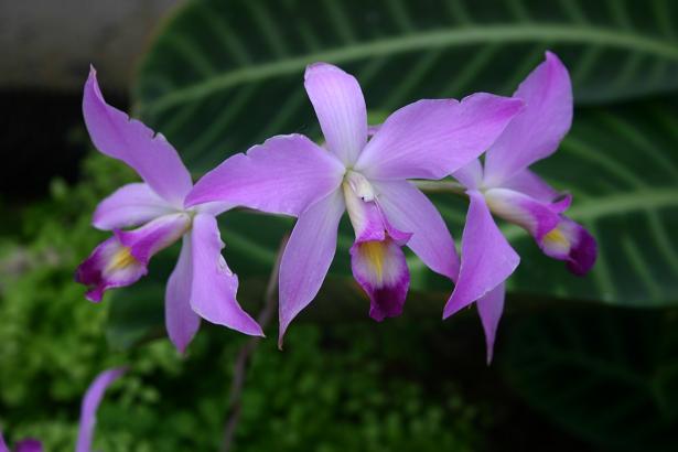 Laelia anceps var. dawsoniana 