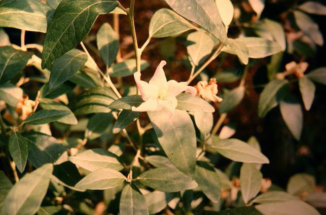 Lagunaria patersonii 