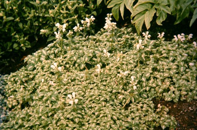 Lamium maculatum 'Album' 