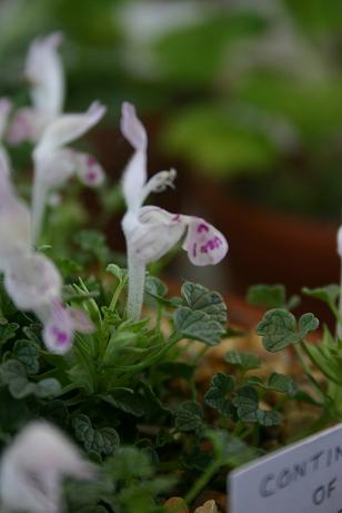 Lamium microphyllum 