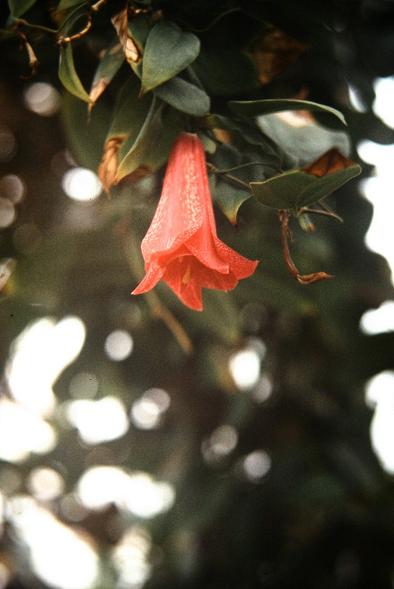 Lapageria rosea Double 