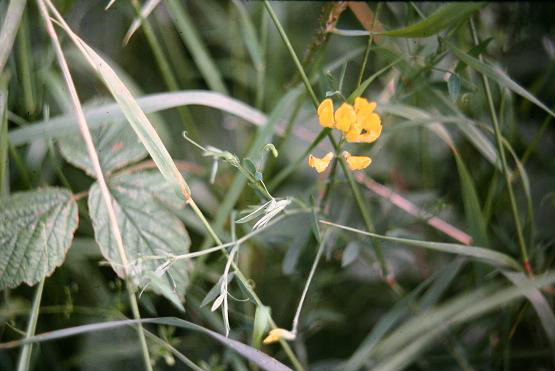 Lathyrus pratensis 