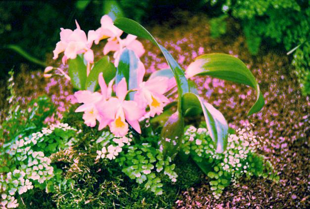 x Laeliocattleya Barbara Belle 'Apricot' 