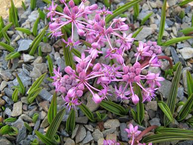 Ledebouria cooperi 