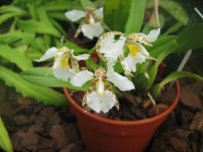 Lemboglossum ehrenbergii 