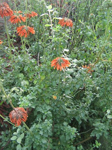 Leonotis ocymifolia ocymifolia 