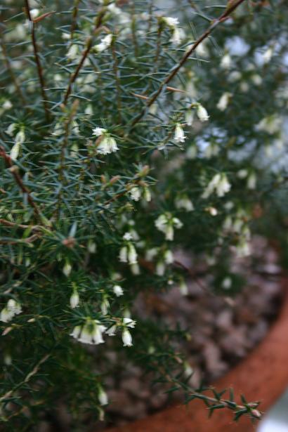 Leptecophylla juniperina 'Nana' 