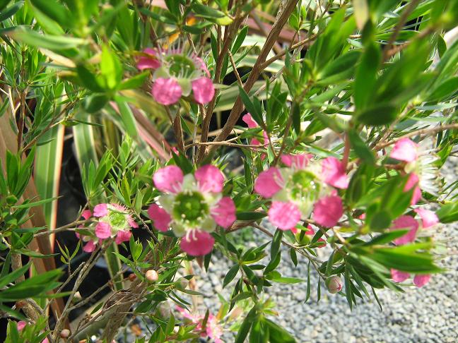 Leptospermum 'Pearl Star' 