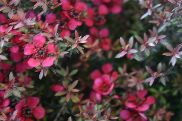 Leptospermum scoparium 'Nanum' 