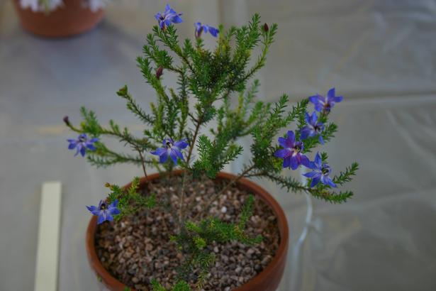 Leschenaultia formosa 