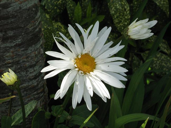 Leucanthemum x superbum 