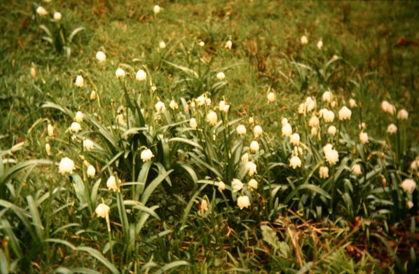 Leucojum vernum var carpathicum 