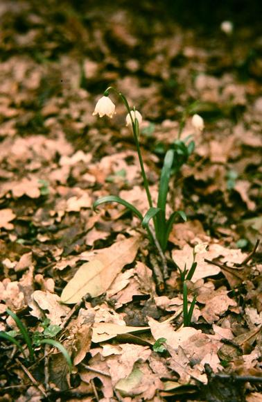 Leucojum vernum var carpathicum 