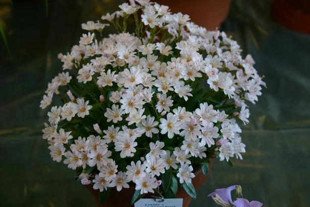 Lewisia 'Ashwood Pearl' 