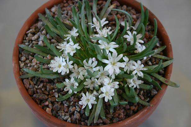 Lewisia glandulosa 