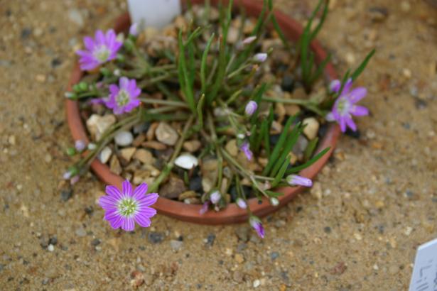 Lewisia pygmaea 