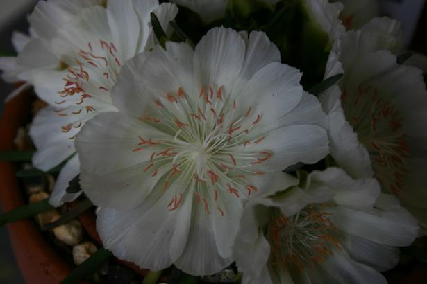 Lewisia rediviva 