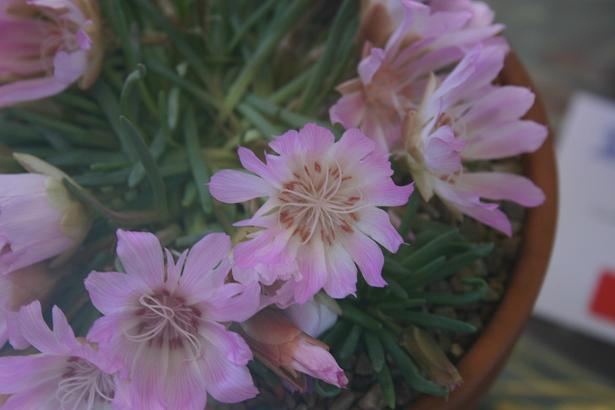 Lewisia rediviva 