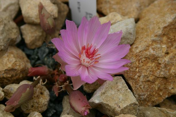 Lewisia rediviva 