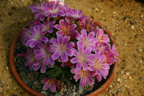 Lewisia 'Rose Gem' 