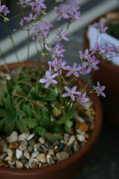 Lewisia serrata 