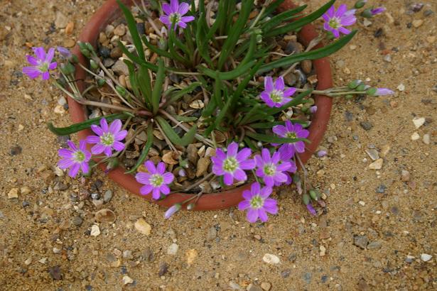 Lewisia stebbinsii 