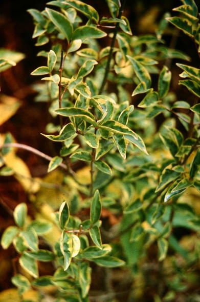 Ligustrum lucidum 'Tricolor' 